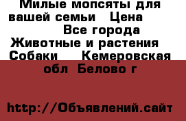 Милые мопсяты для вашей семьи › Цена ­ 20 000 - Все города Животные и растения » Собаки   . Кемеровская обл.,Белово г.